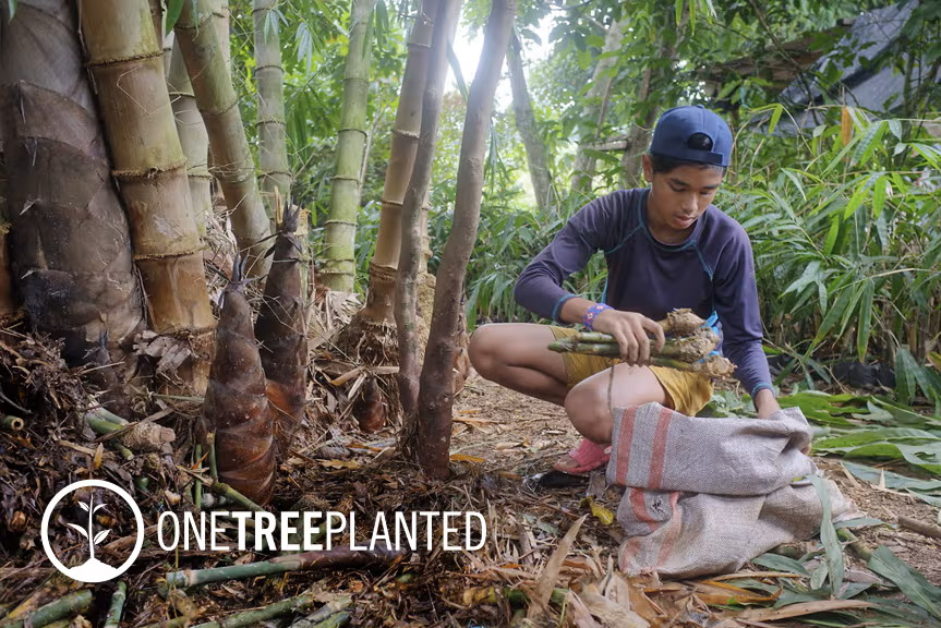 photo of a young man planting bamboo